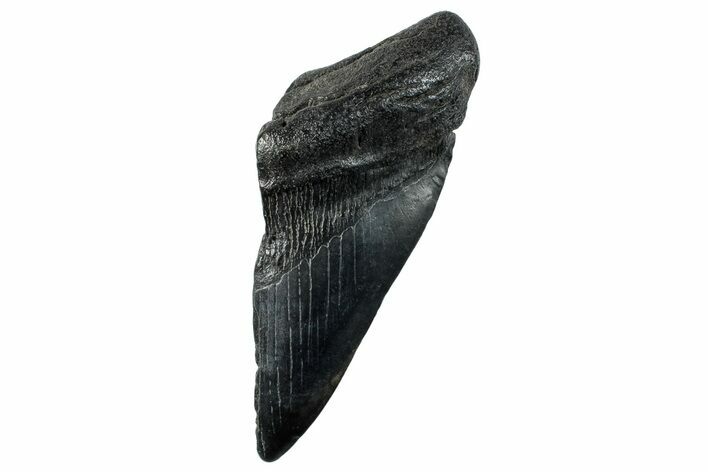Partial Fossil Megalodon Tooth - South Carolina #268627